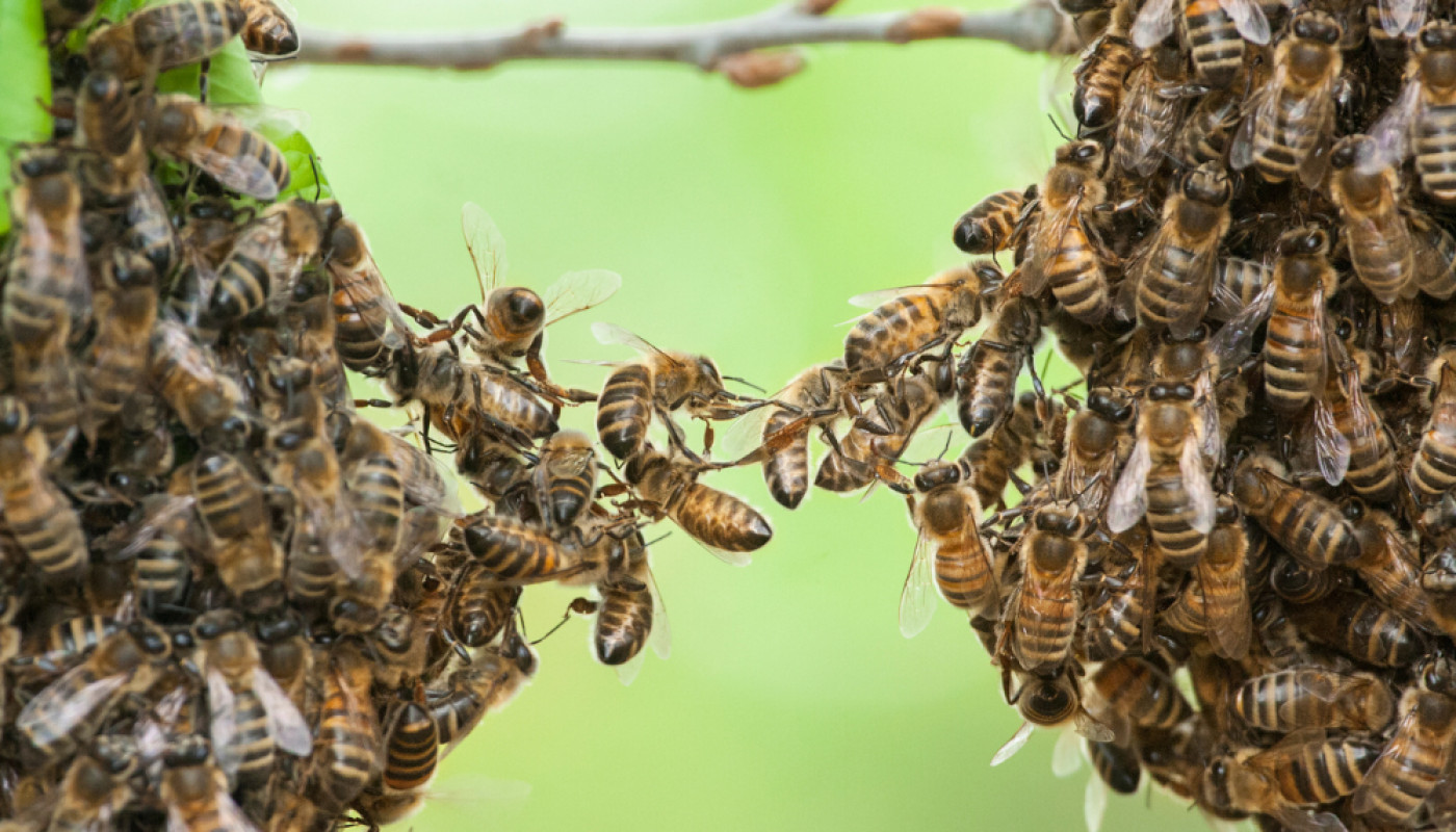 L’essaimage d’abeilles, un phénomène naturel qu’il faut connaître pour réagir efficacement !